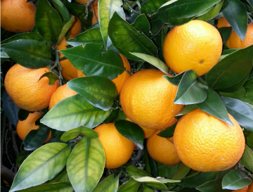 Sweet Navel Oranges