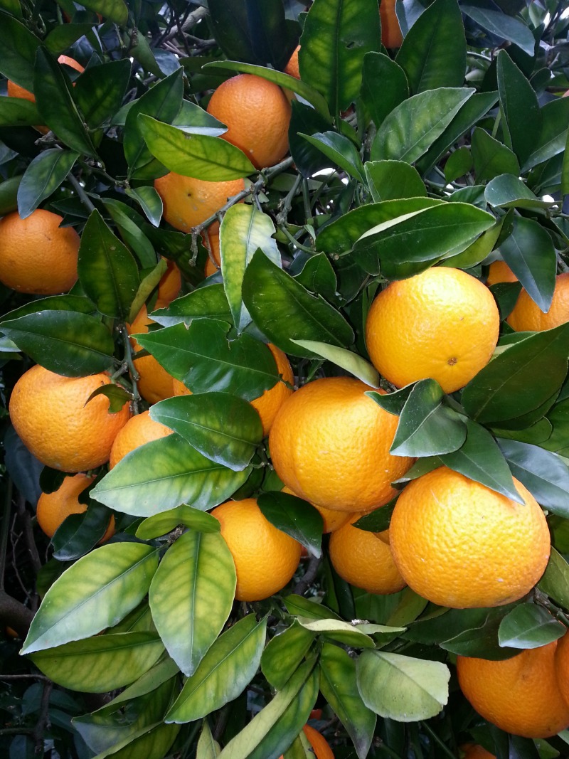 Sweet Navel Oranges NZ