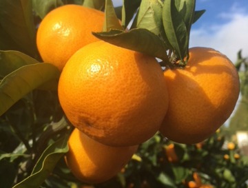 Satsuma mandarins New Zealand