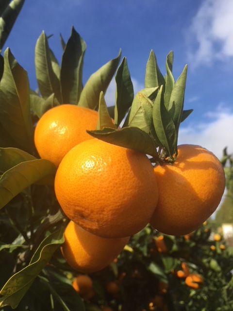 Satsuma Mandarins Encore Mandarins Freshpro Exports Limited